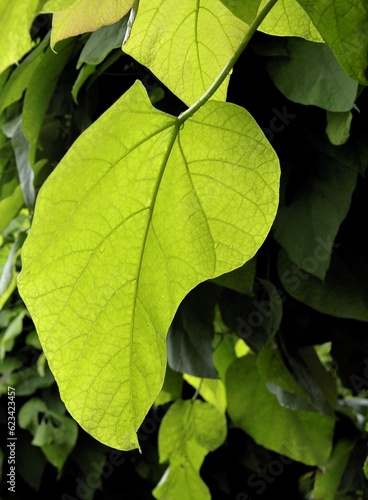 green leaf of Paulovnia tormentosa close up