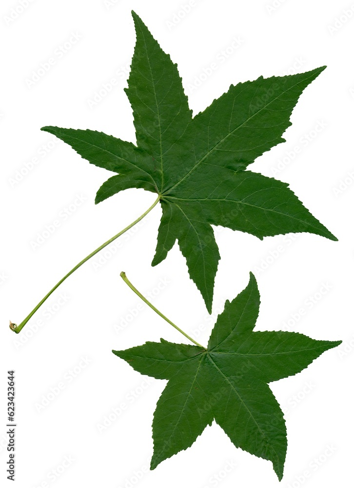 green isolated on white background leaves of Liquidambar styraciflua tree