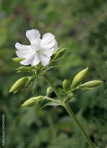 white and pink flowers of soapwort - Sapponaria officinalis wild plant in summer close up