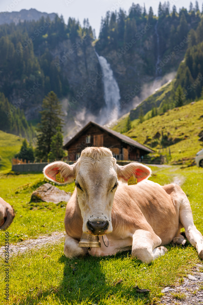 portrait of a swiss cow on a alpine meadow in front of a waterfall