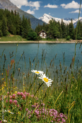 alpine flowers at Arnisee in Uri photo