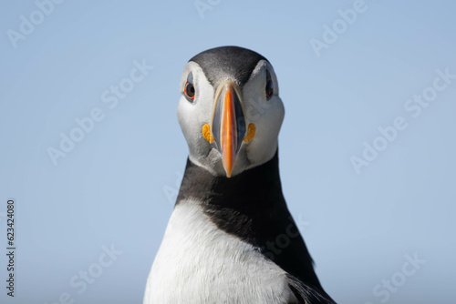 Puffing staring at the photographer