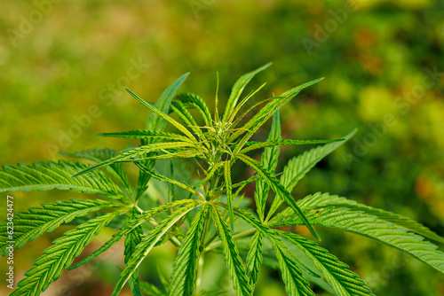 Cannabis im Hausgarten