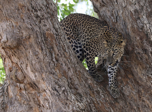 leopard in the tree