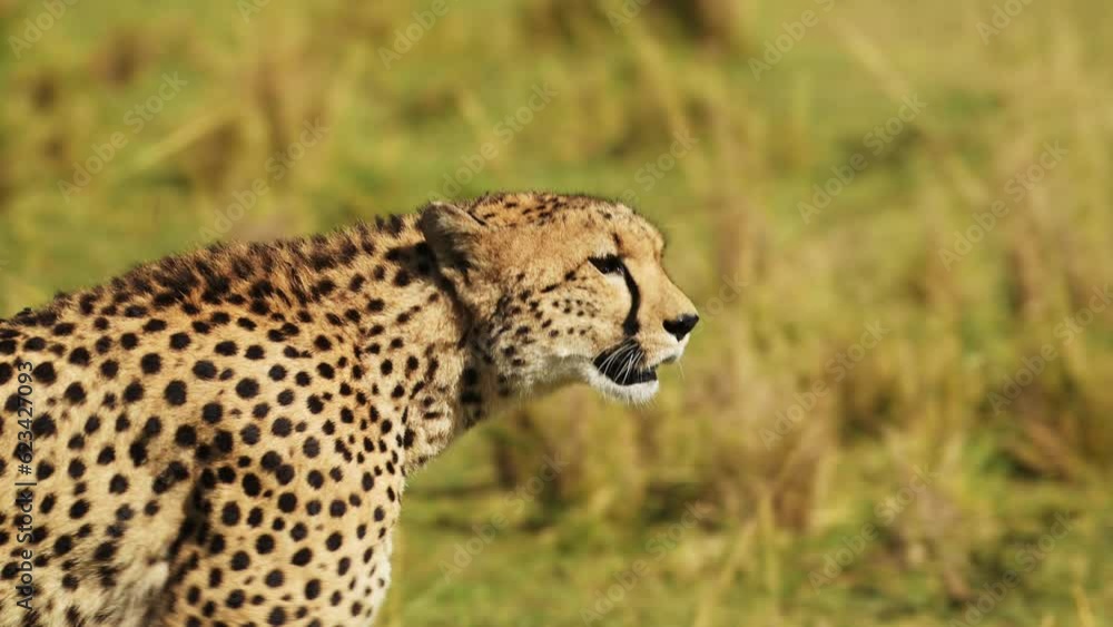 Slow Motion of Cheetah Walking in Savanna, Masai Mara African Safari Wildlife Animals in Africa, Kenya in Maasai Mara, Close Up Detail Shot of Head and Face Looking Around For Prey while Hunting Slow Motion of Cheetah Walking in Savanna, Masai Mara African Safari Wildlife Animals in Africa, Kenya in Maasai Mara, Close Up Detail Shot of Head and Face Looking Around For Prey while Hunting