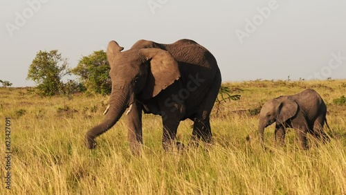 Slow Motion of Baby Elephant and Protective Mother Trumpeting with Trunk in the Air, African Wildlife Animals in Masai Mara National Reserve, Africa, Kenya, Steadicam Gimbal Tracking Panning Shot