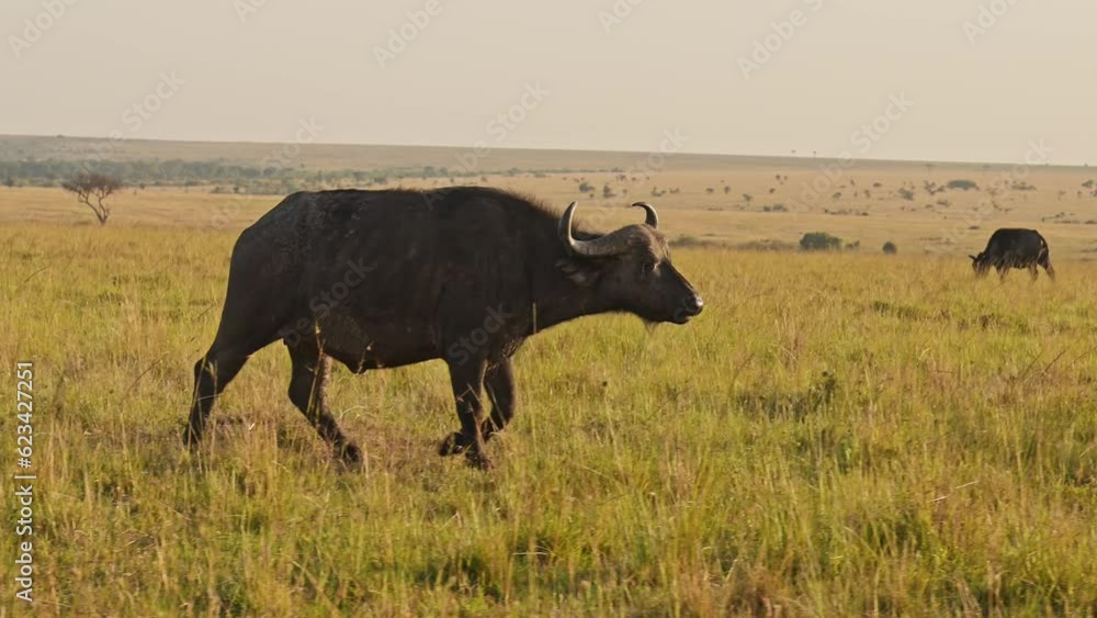 African Buffalo Walking in a Herd, Africa Animals on Wildlife Safari in Masai Mara in Kenya at Maasai Mara in Savannah Landscape Scenery, Steadicam Tracking Following Gimbal Shot African Buffalo Walking in a Herd, Africa Animals on Wildlife Safari in Masai Mara in Kenya at Maasai Mara in Savannah Landscape Scenery, Steadicam Tracking Following Gimbal Shot