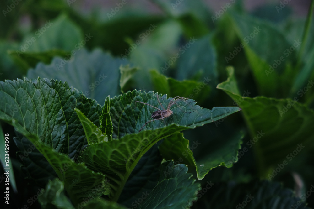 Green leaves pattern background, Natural background and wallpaper Green leaves pattern background, Natural background and wallpaper