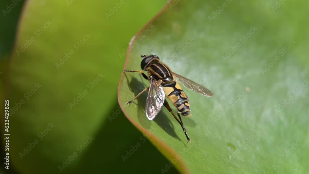 Hoverfly (Helophilus pendulus - female) grooming itself on a water lily leaf in a pond, cleaning its abdomen with its back legs . July, Kent, UK (Slow motion - x5) Hoverfly (Helophilus pendulus - female) grooming itself on a water lily leaf in a pond, cleaning its abdomen with its back legs . July, Kent, UK (Slow motion - x5)