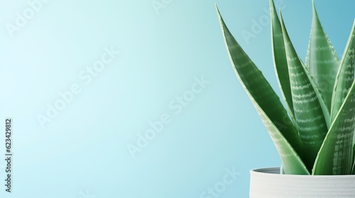 Sansevieria plant with copy space for text  illustration for product presentation and template design.