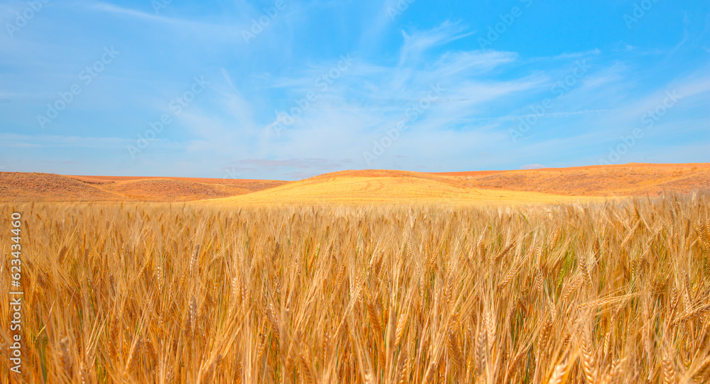 Golden wheat field with amazing cloudy blue sky in the background