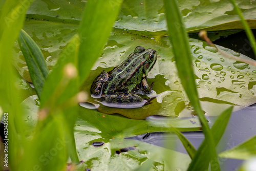 Frosch Teichfrosch