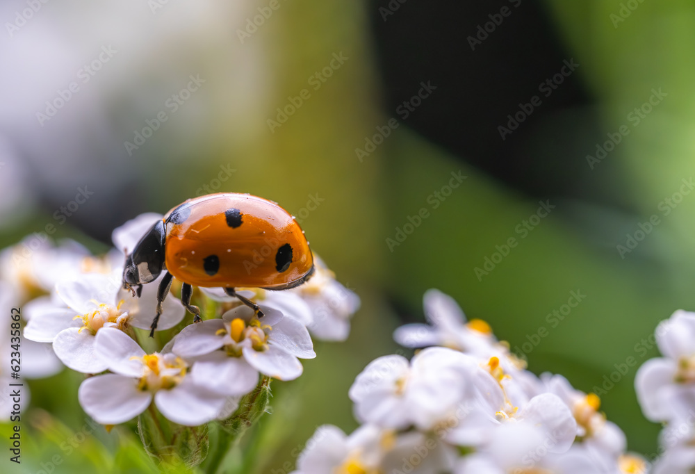 Obraz premium Ladybug on white flowers close-up.