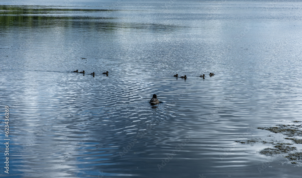 Wild duck with ducklings in the calm water of the lake in the early morning. Wild duck with ducklings in the calm water of the lake in the early morning.