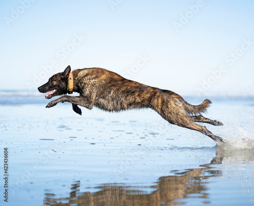 Dog Jumping into the water  photo