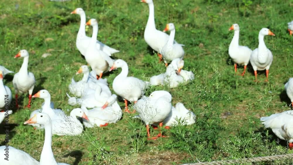 White ducks playing and enjoy on river bank or lake side White ducks playing and enjoy on river bank or lake side