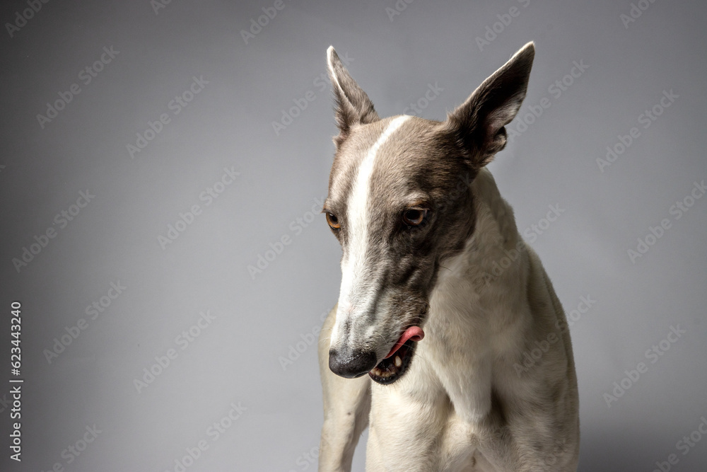 Moody portrait of a Greyhound - studio