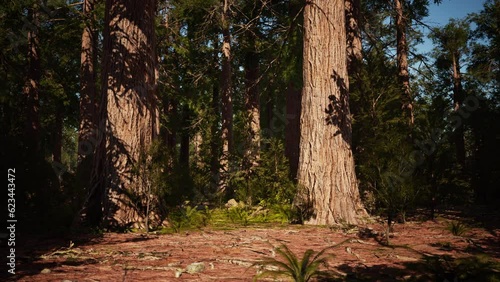 Sequoia redwood trees in the sequoia national park forest