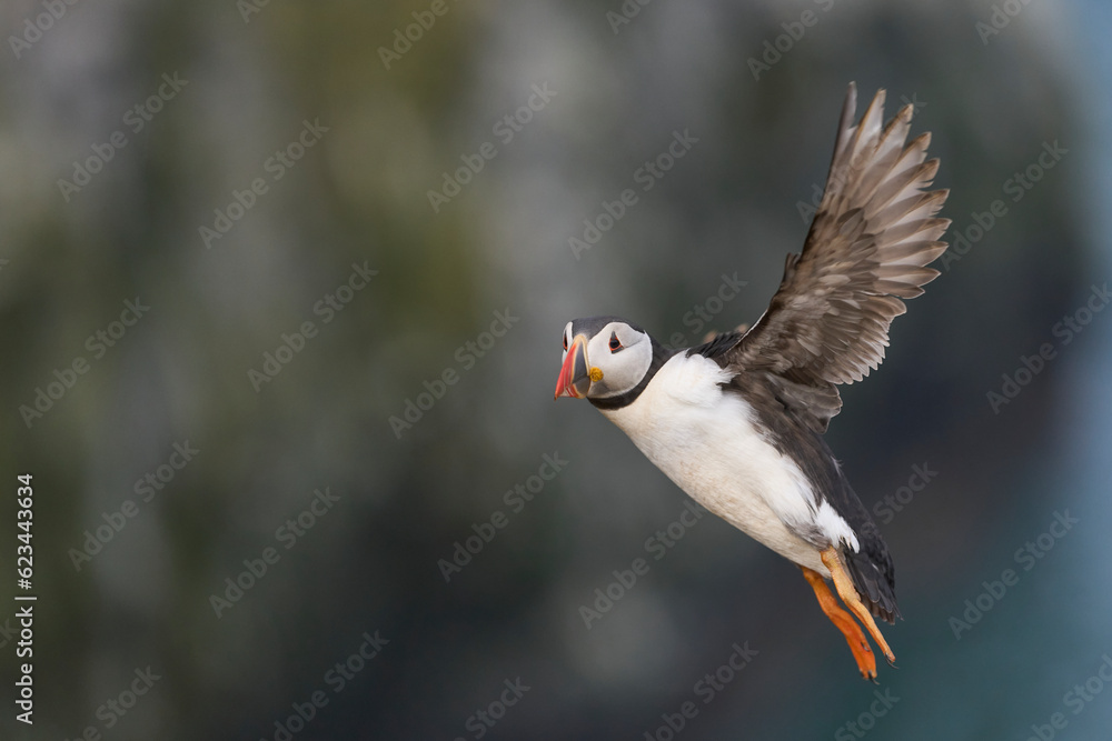 Puffin (Fratercula arctica) in flight along the coast of Skomer Island off the coast of Pembrokeshire in Wales, United Kingdom Puffin (Fratercula arctica) in flight along the coast of Skomer Island off the coast of Pembrokeshire in Wales, United Kingdom