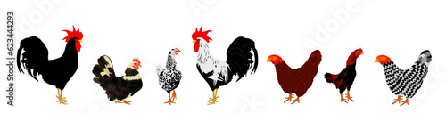 Elegant Roosters and chickens vector illustration isolated on white background. Male chicken and hen. Farm chantry cock. Organic food symbol. Poultry bird family.