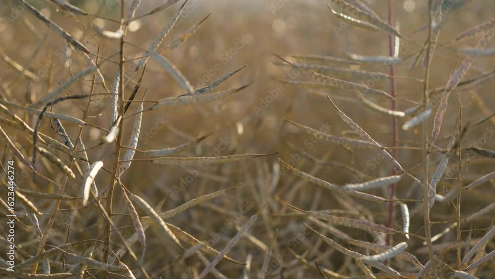Ripe dry canola field, rapeseed before harvest at sunset closeup. Work in agronomic farm for business and production organic eco bio food