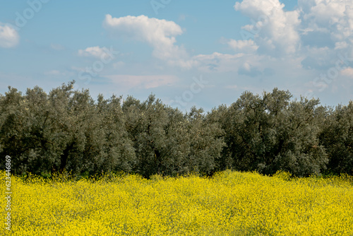 field nature spring yellow flower , Many yellow flowers in a green grass