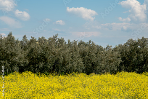 field nature spring yellow flower , Many yellow flowers in a green grass