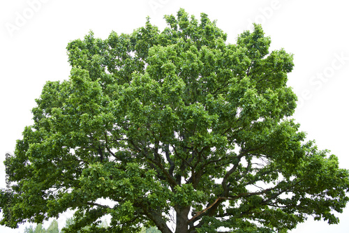 big tree on the field