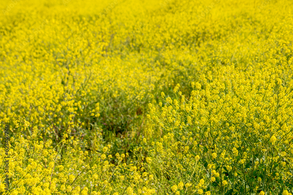 field nature spring yellow flower , Many yellow flowers in a green grass field nature spring yellow flower , Many yellow flowers in a green grass