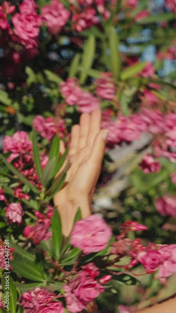 A young girl enjoys the morning going to training among the flowers. Concept of a cheerful person doing yoga. . High quality 4k footage A young girl enjoys the morning going to training among the flowers. Concept of a cheerful person doing yoga. . High quality 4k footage