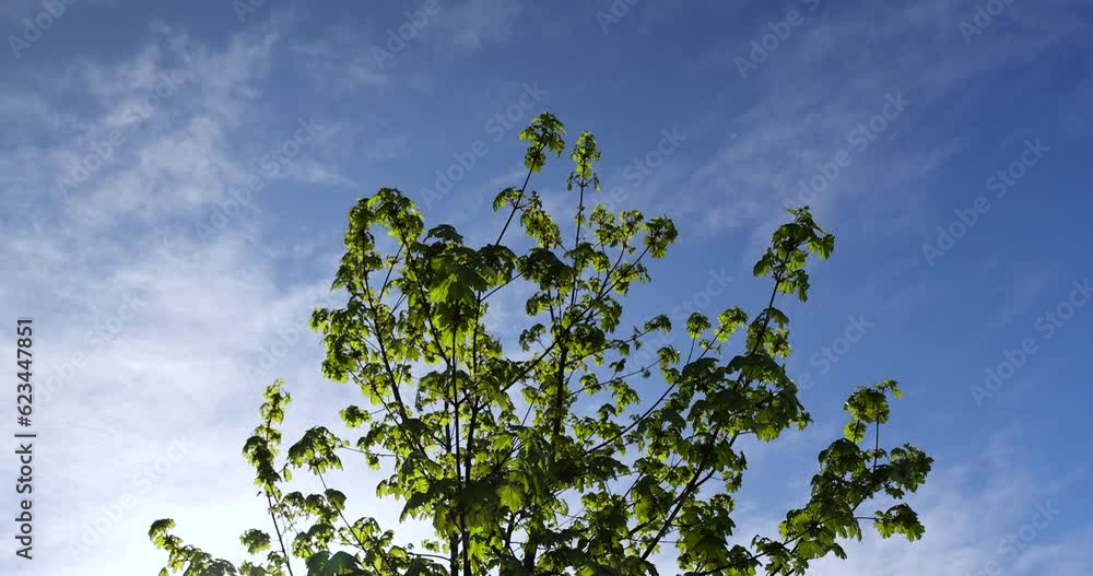 green young foliage of spring maples , maple trees during spring flowering and green foliage growth green young foliage of spring maples , maple trees during spring flowering and green foliage growth
