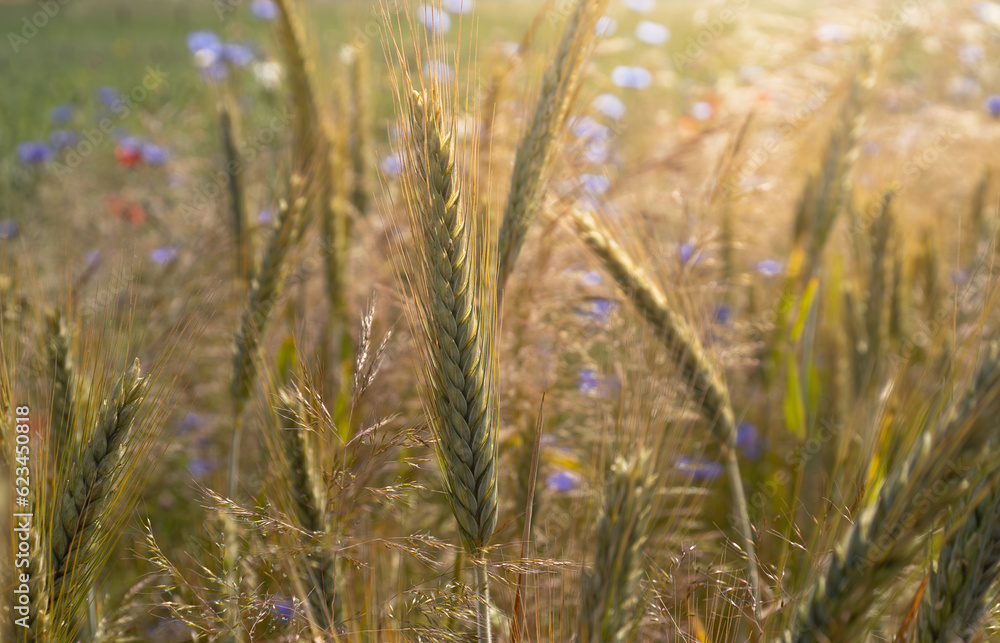 Summer landscape background with ears of wheat, summer flowers filled with evening sunlight