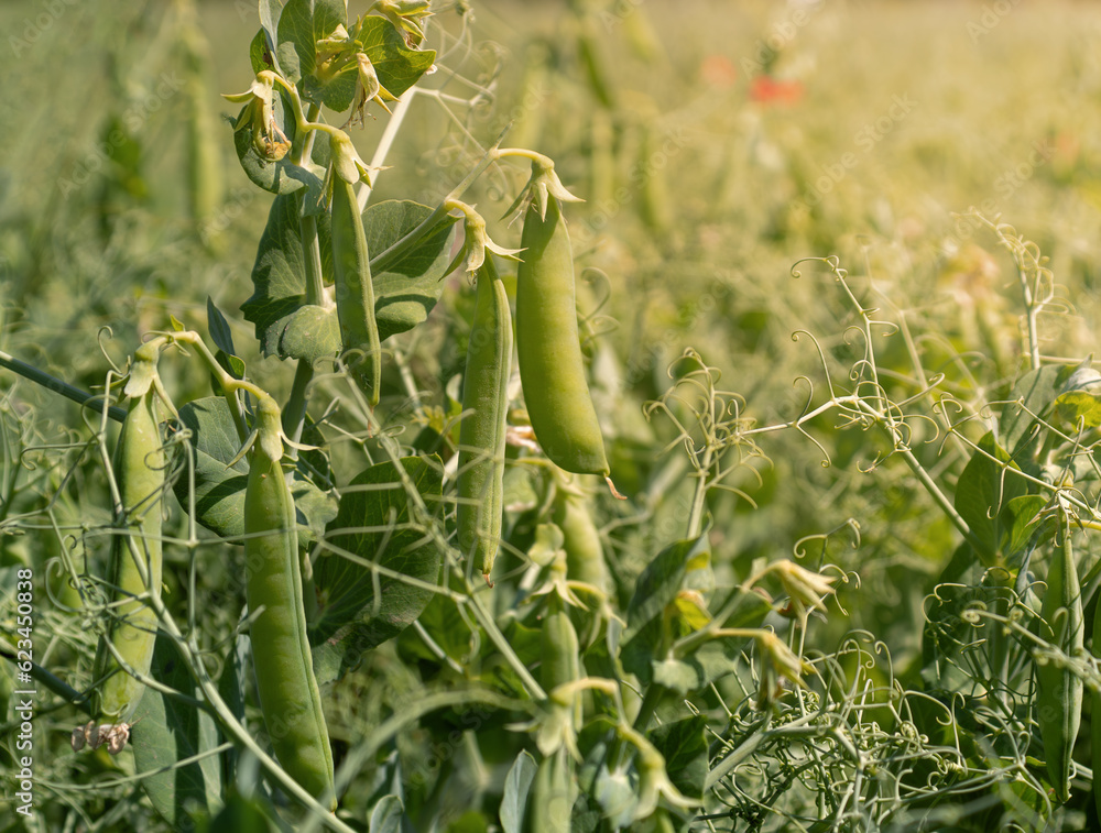 Bush peas with ripe pods grown in the garden. Agricultural field. Bush peas with ripe pods grown in the garden. Agricultural field.