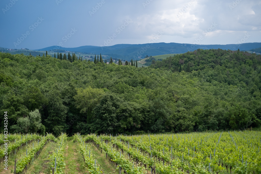 Vineyard in Tuscany 
Toscana