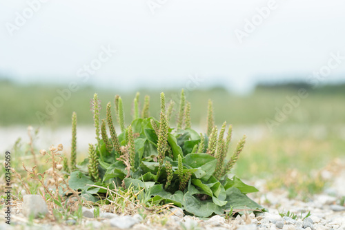 Foto The white man’s footprint (Plantago major)