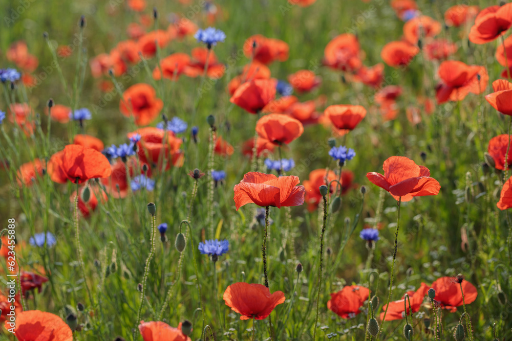 Fototapeta premium Poppy flowers (Papaver rhoeas) and cornflowers (Centaurea cyanus) in backlight on a wildflower meadow.