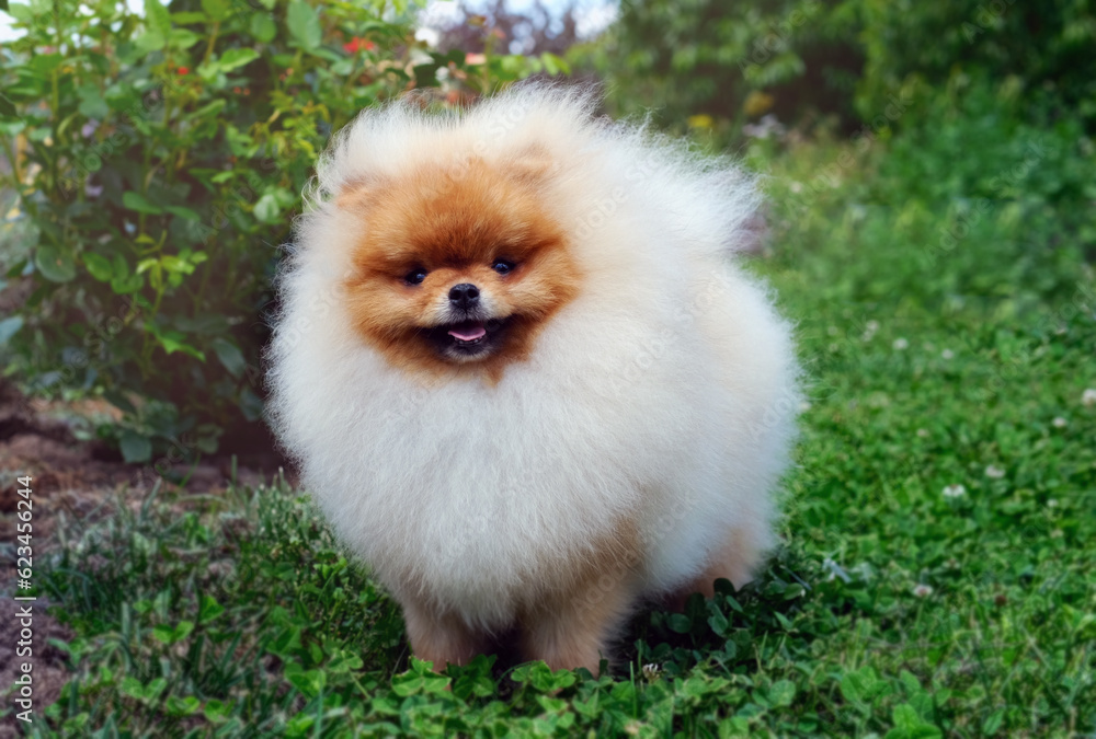 Young red Pomeranian spitz puppy on a walk in the garden Young red Pomeranian spitz puppy on a walk in the garden
