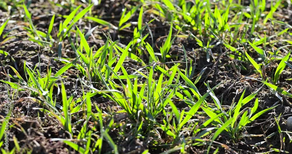 green wheat sprouts in early spring, green winter wheat in the field in sunny weather in early spring green wheat sprouts in early spring, green winter wheat in the field in sunny weather in early spring