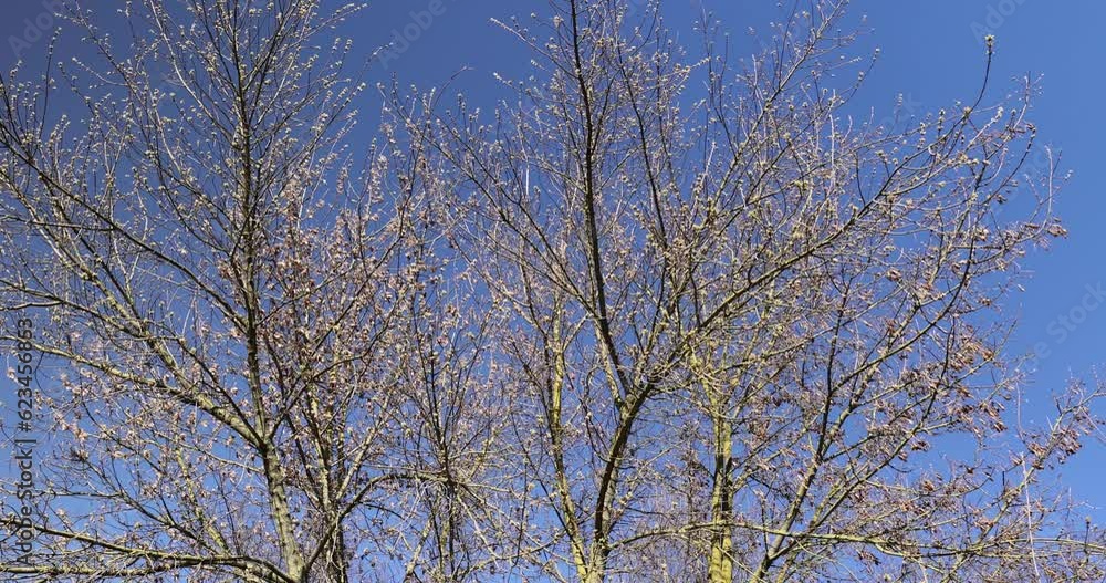 leafless trees in sunny weather in spring, tree branches without foliage in early spring leafless trees in sunny weather in spring, tree branches without foliage in early spring