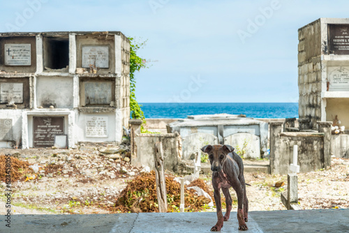 Quadro em tela Homeless stray dog,with acute mange,caused by scabies,living alone, amongst the tombs at a cemetery in Oslob, Cebu island,Philippines