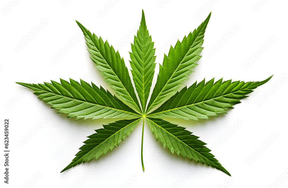 Green cannabis leaves isolated on white background. Growing medical marijuana. Green cannabis leaves isolated on white background. Growing medical marijuana.