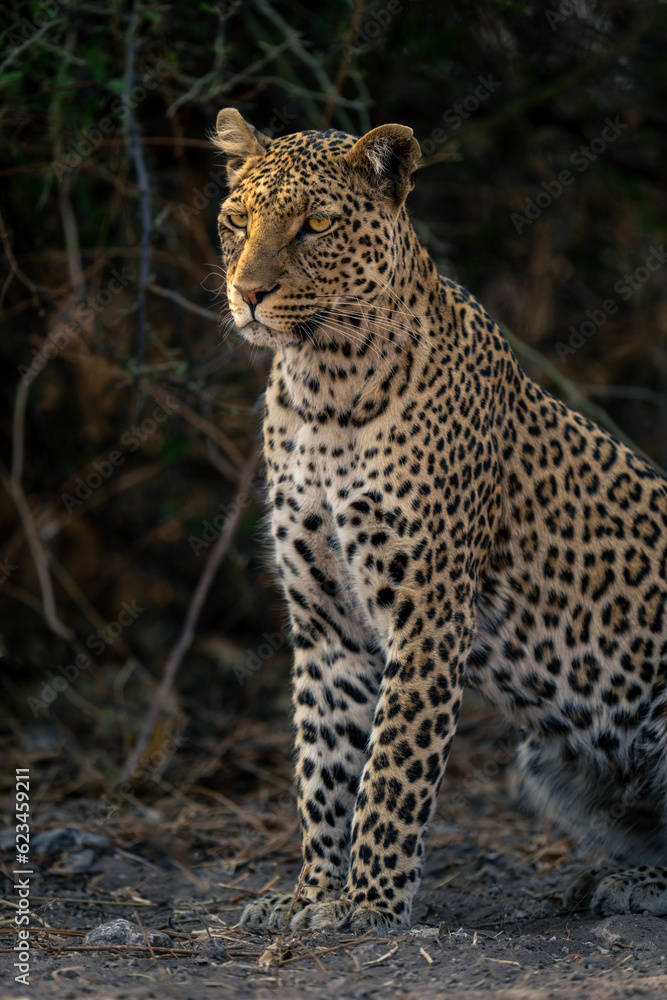 Close-up of leopard sitting beside bush staring Close-up of leopard sitting beside bush staring