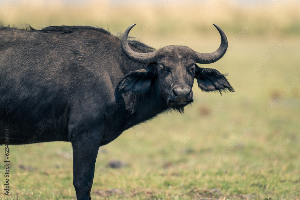 Close-up of female Cape buffalo watching camera Close-up of female Cape buffalo watching camera