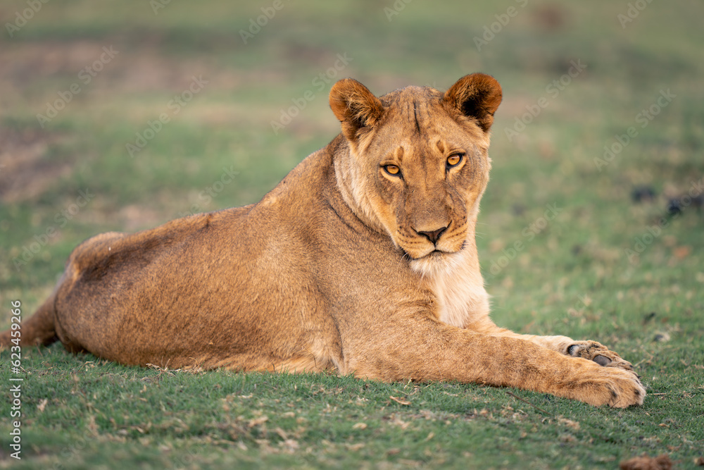 Close-up of lioness lying looking toward camera Close-up of lioness lying looking toward camera