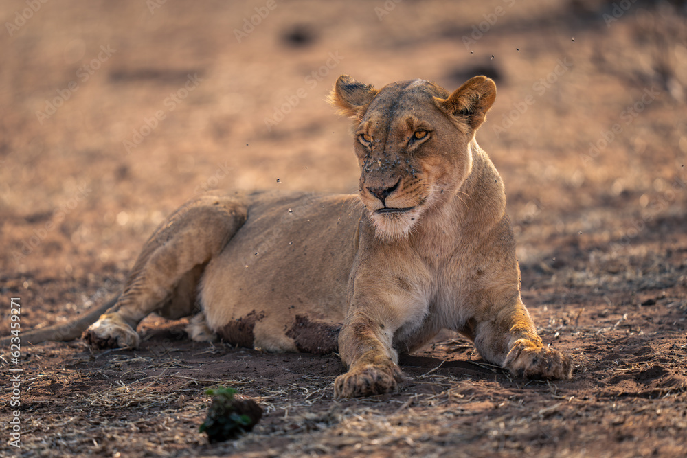 Close-up of lioness lying covered with flies Close-up of lioness lying covered with flies