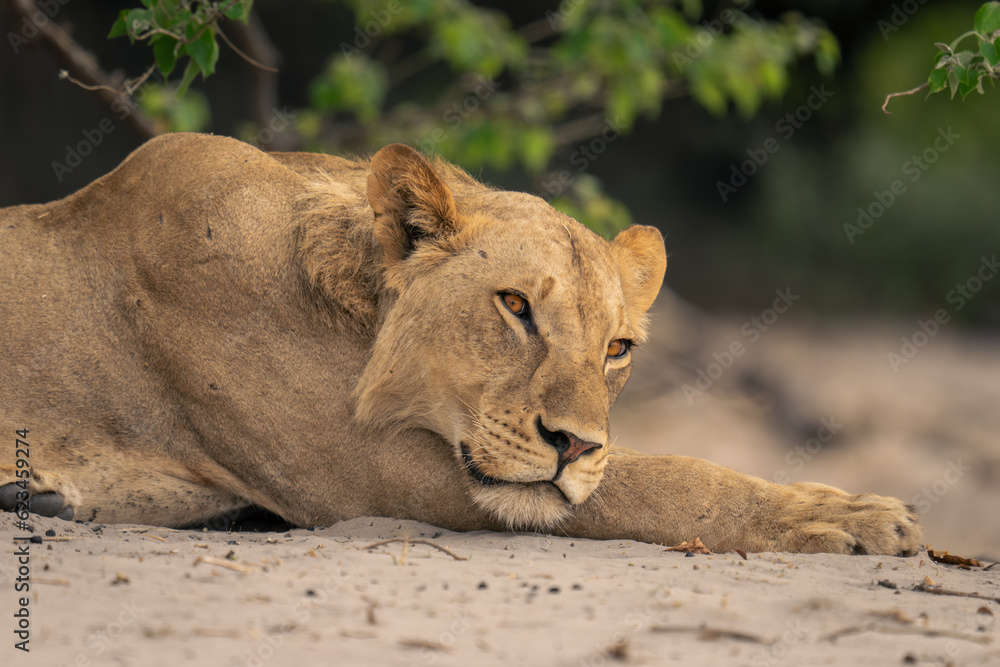Close-up of lioness resting head on paw Close-up of lioness resting head on paw