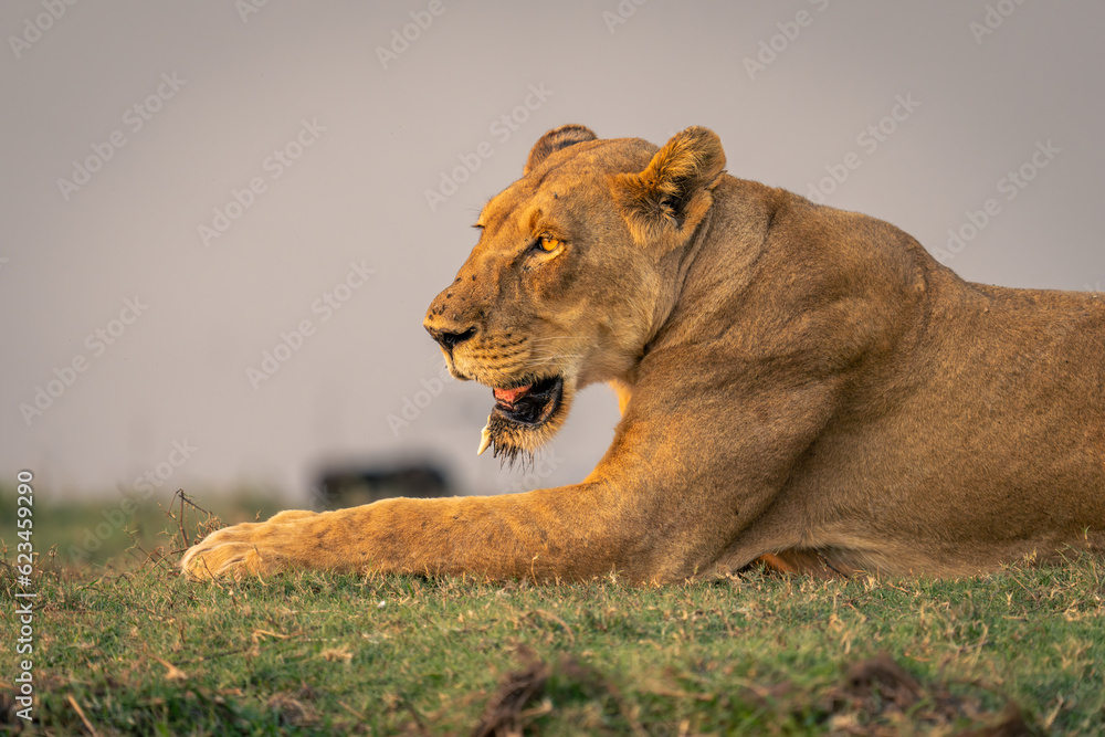 Close-up of lioness lying on grass riverbank Close-up of lioness lying on grass riverbank