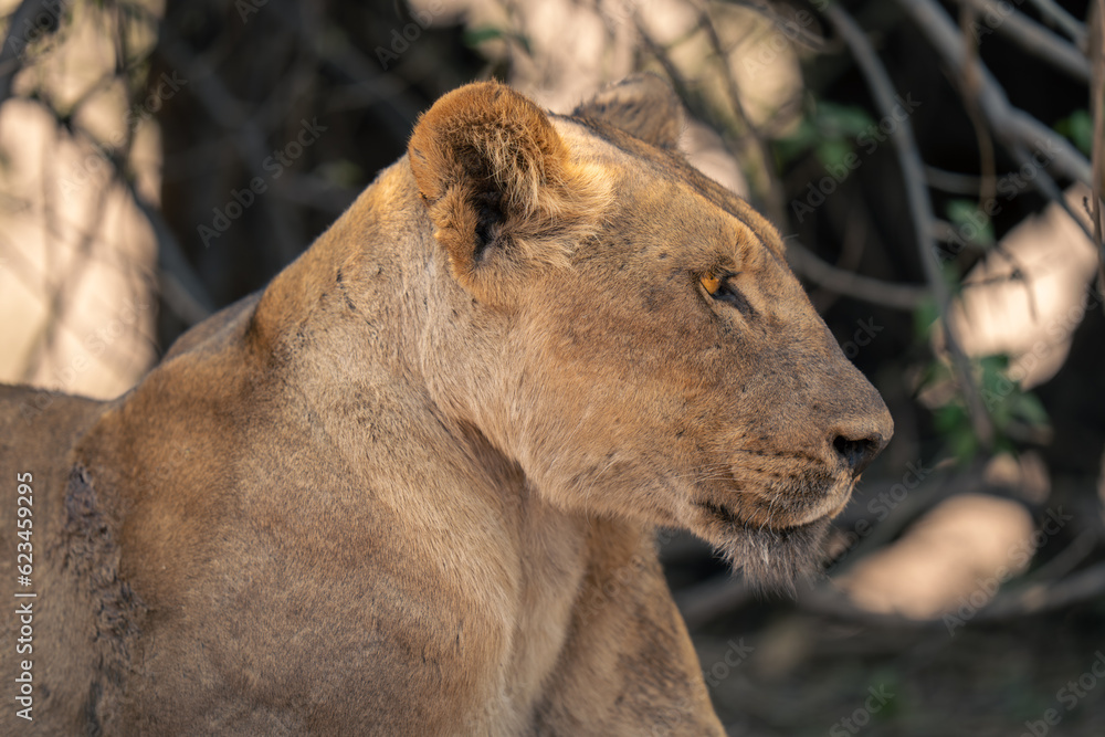 Close-up of lioness lying staring in bushes Close-up of lioness lying staring in bushes