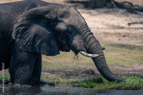 Close-up of African elephant grazing in river
