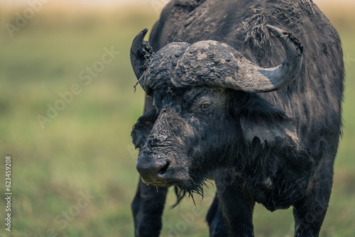 Close-up of Cape buffalo standing in grass